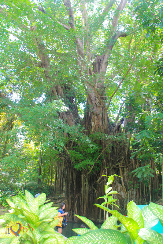 Enchanted Balete Tree in Lazi, Siquijor, Philippines