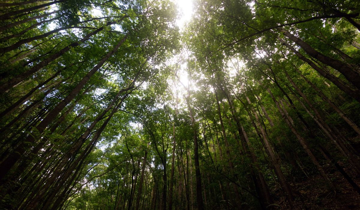 Bilar Man Made Forest in Bohol Philippines