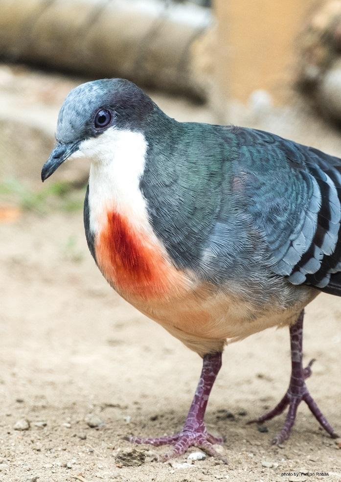 avian bleeding heart pigeon gallicolumba luzonica c30fb591