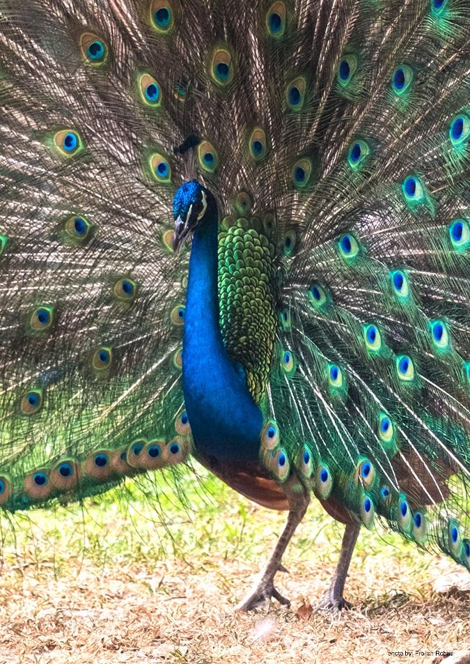 avian blue peafowl pavo cristatus 3ea76e9d