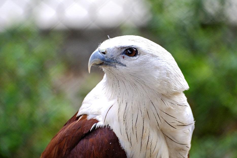 avian brahminy kite haliastus indus 8323085e