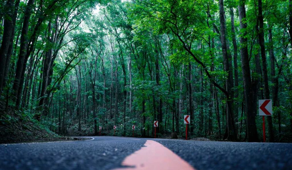 Bilar Man Made Forest in Bohol, Philippines