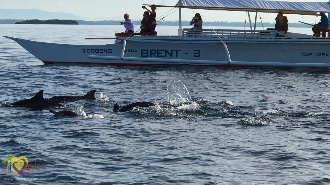 Dolphins during our island hopping tour in Panglao Bohol