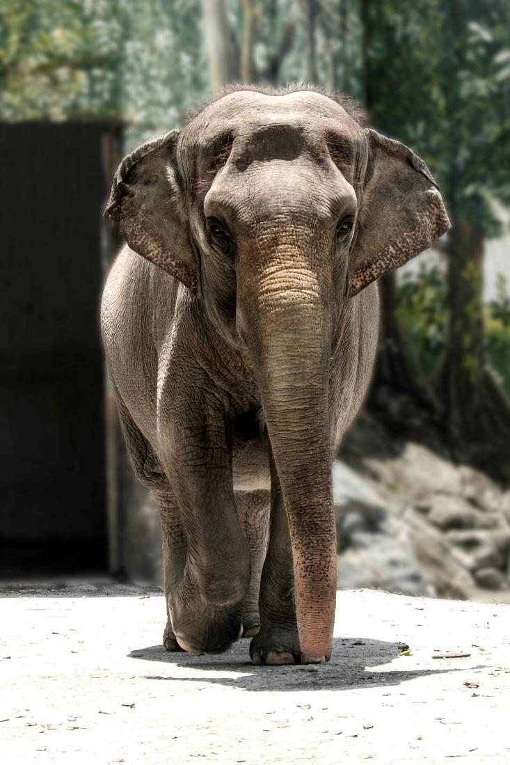 mamal asian elephant elephas maximus ffcf3138