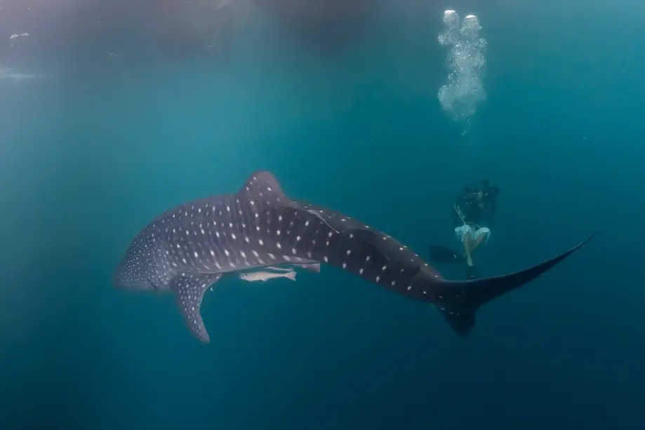 Oslob Whale Shark Watching in Cebu