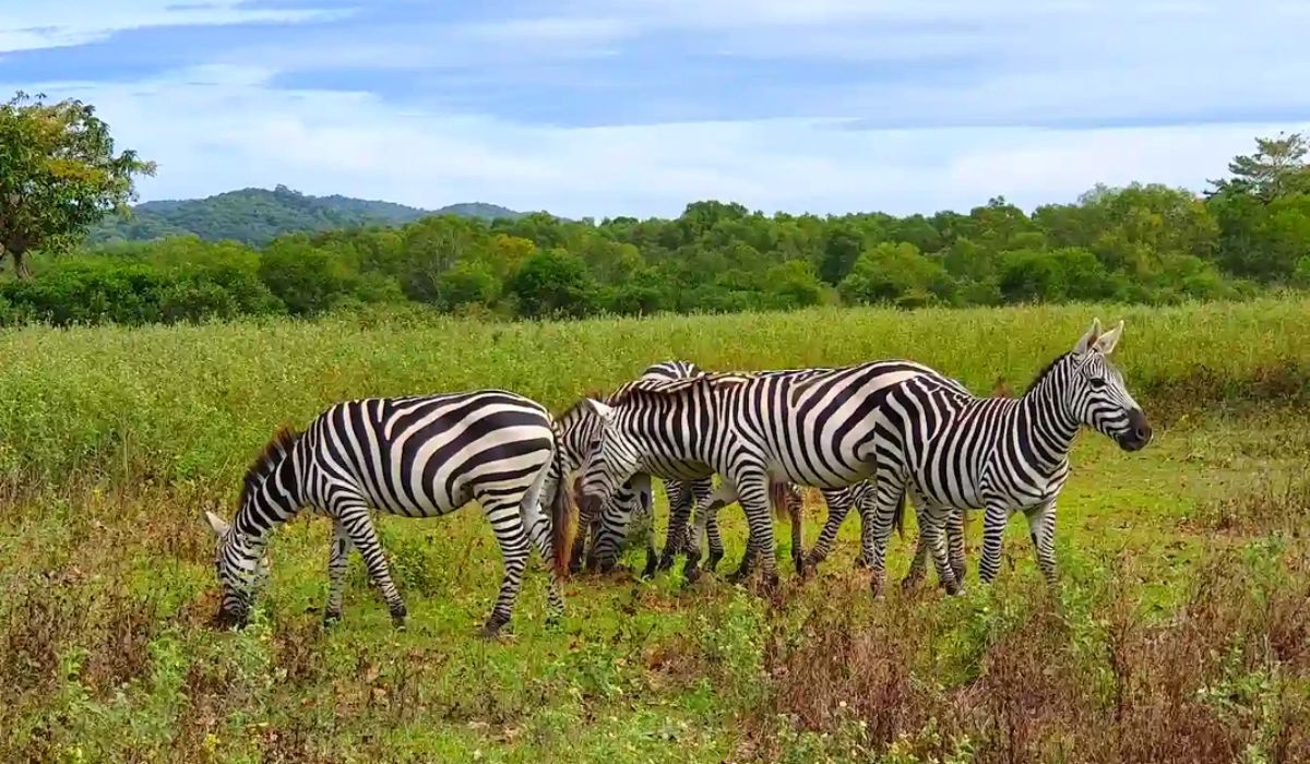 Zebras roam free at Calauit Safari Park in Coron Palawan